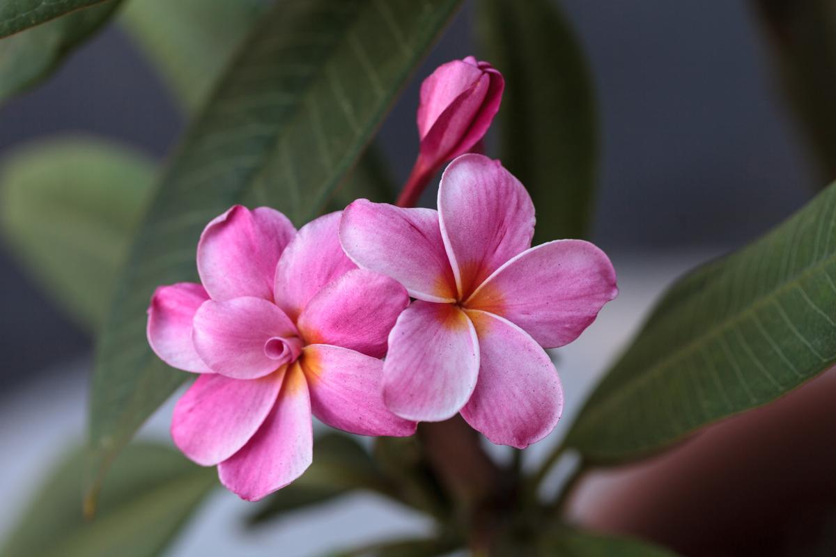 Pink Hawaiian plumeria hybrid