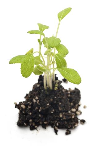 Sage Plant from above