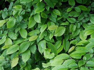 Green leaves of elm tree at spring
