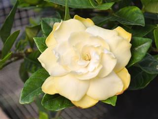 Yellow Gardenia