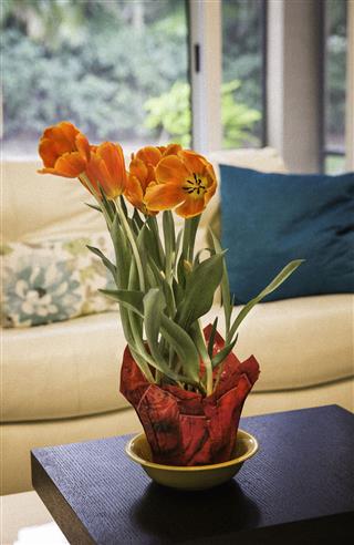 Blooming Red Tulips On Table