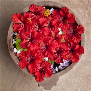 Hibiscus Flower