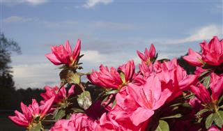 Bright Spring