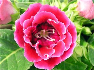Gloxinia Flowers In Nature