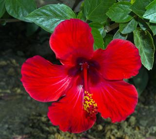 Hibiscus Rosa Sinensis