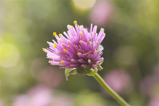 Globe Amaranth