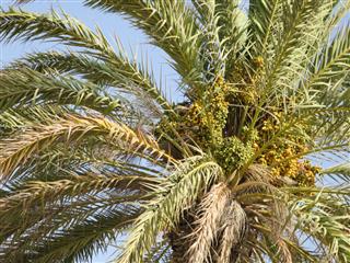 Date Palm