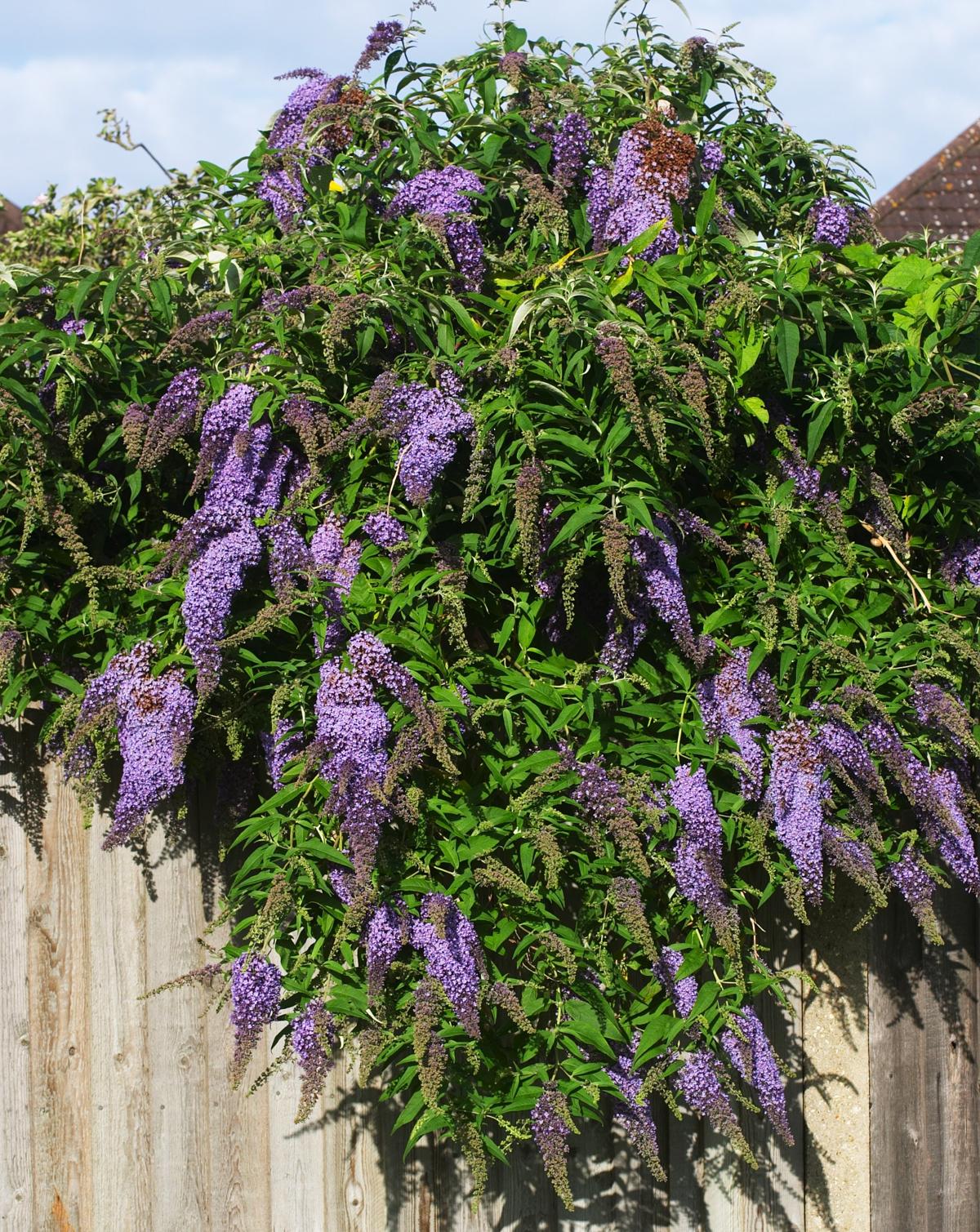 Blossoming summer abundance of Buddleia davidii