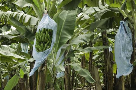 growing banana fruits wrapped in plastic bags
