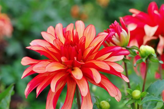 Dahlia Flower