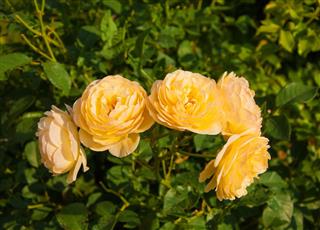 Roses