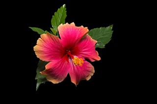 Colorful Red Pink Orange Hibiscus