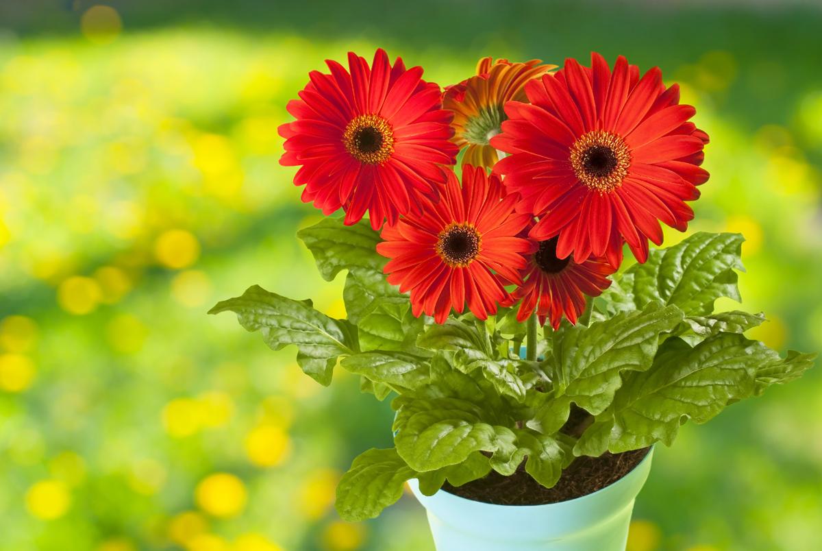 Gerbera daisy