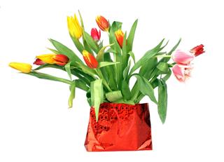Tulips
