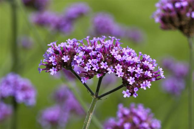 Tall Verbena