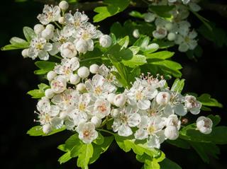 Hawthorn