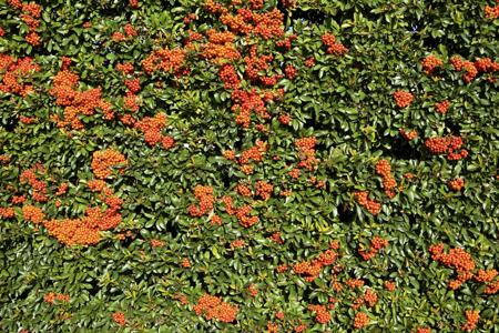 Best Hedges to Plant - Firethorn