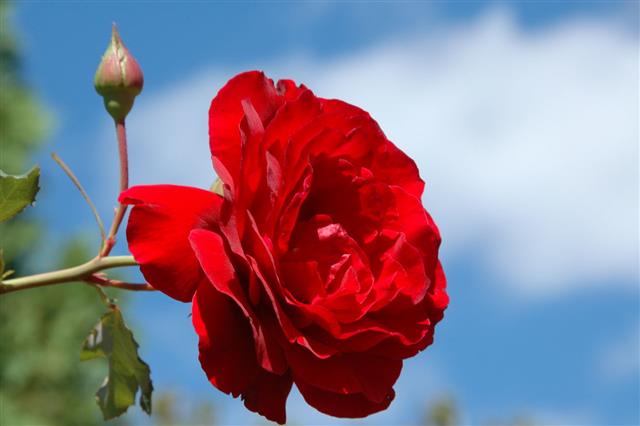 Red Rose