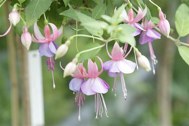 Fuchsia Magellanica