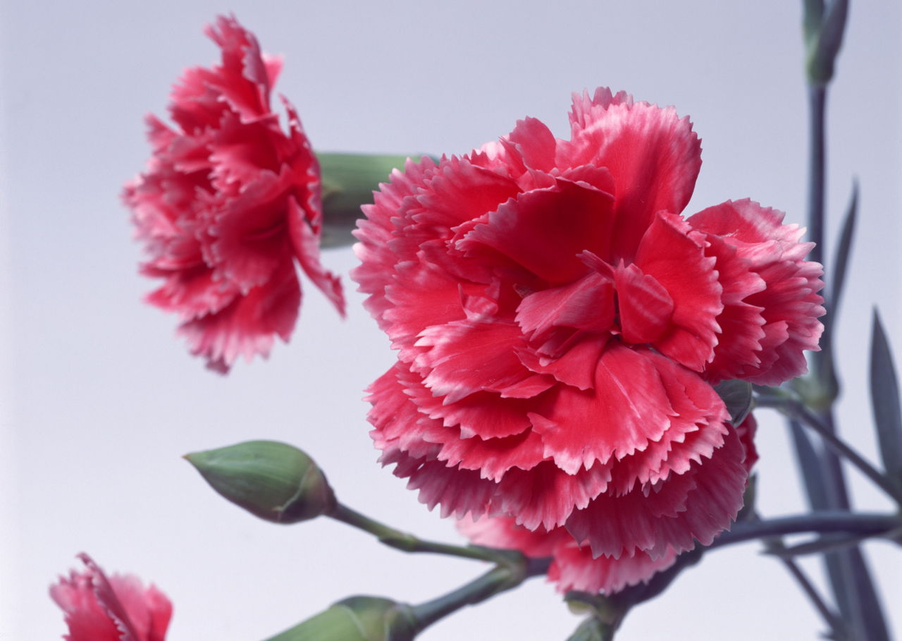 Carnation