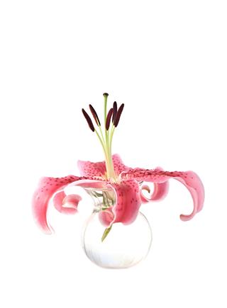 Stargazer Lily