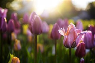 Spring Tulips
