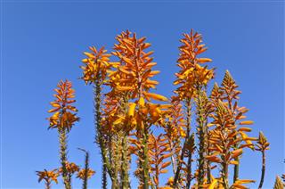Aloe Vera Flowers