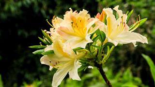 Rhododendron