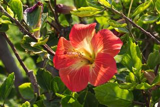 Hibiscus Flower