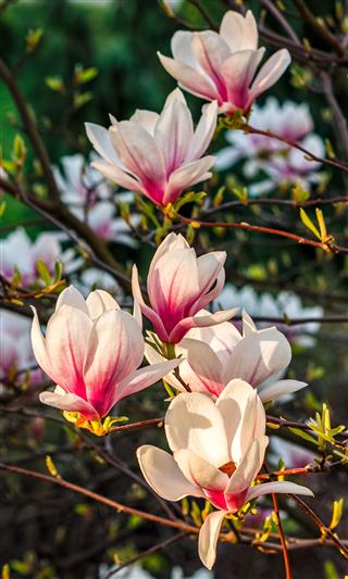 Magnolia Flower Blossom In Spring