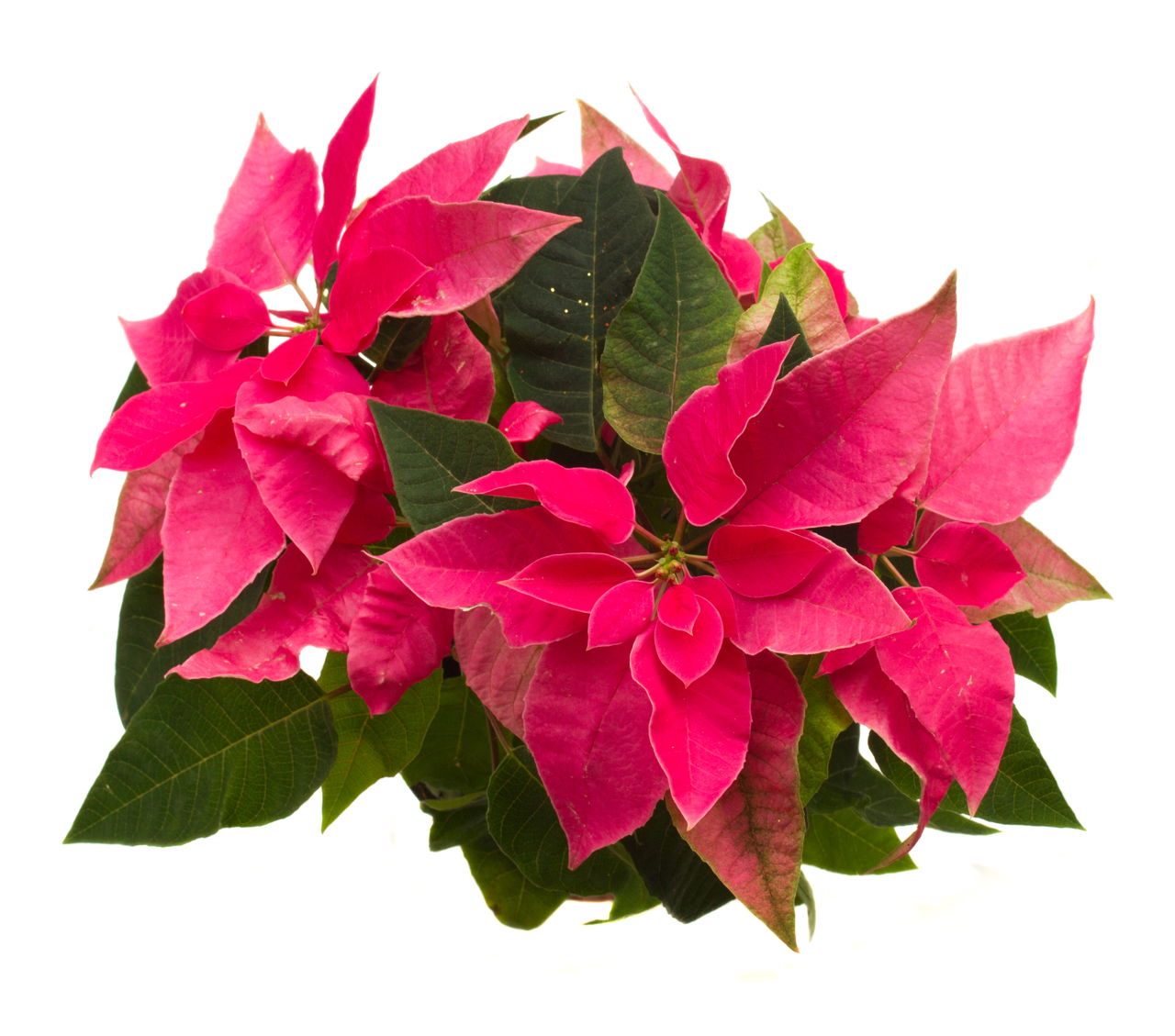 Pink Poinsettia Flower
