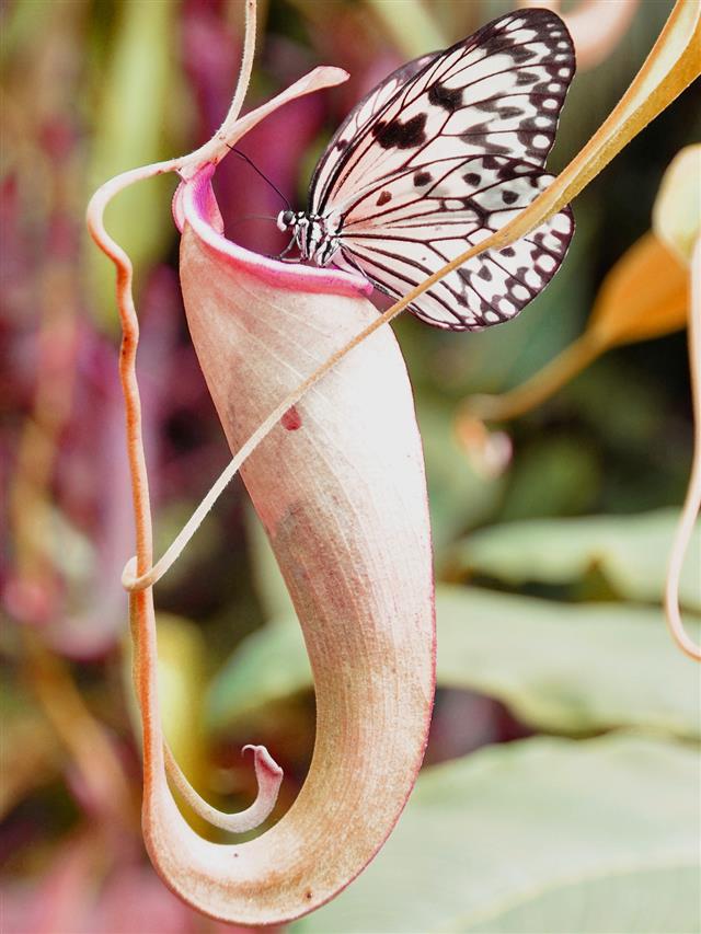 Large tree nymph butterfly
