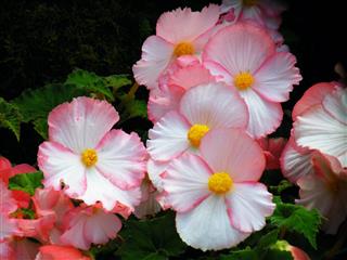 Begonia Flowers