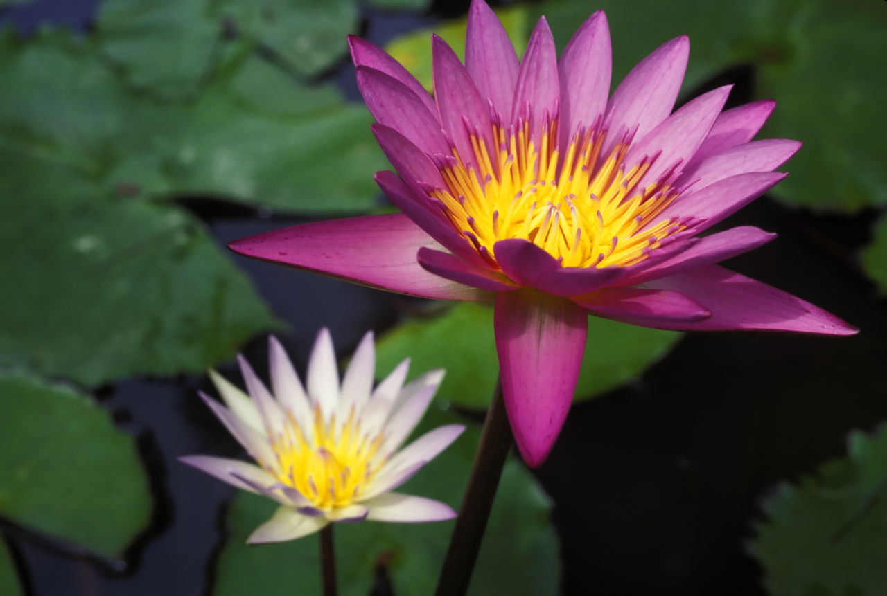 Pink Lotus Water Lily