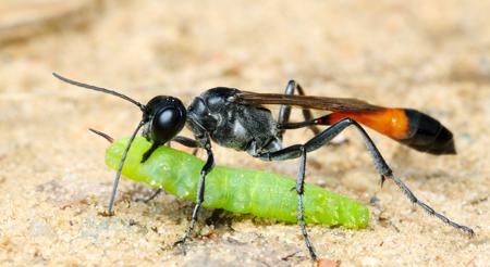 Wasp eating caterpillar