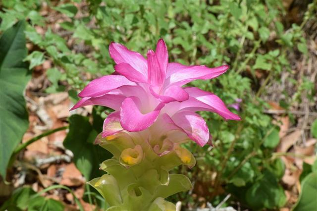 Wild Bromeliad Growing