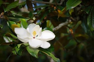Sweet Magnolia
