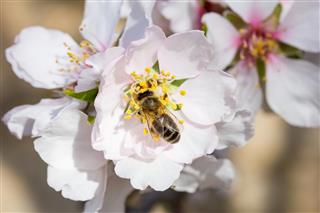 Bee on almond blossom