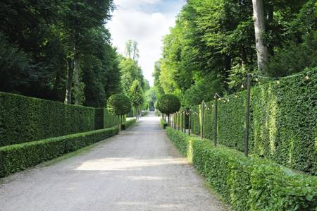 Hedge Fence
