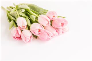Bouquet Of Pink Tulips