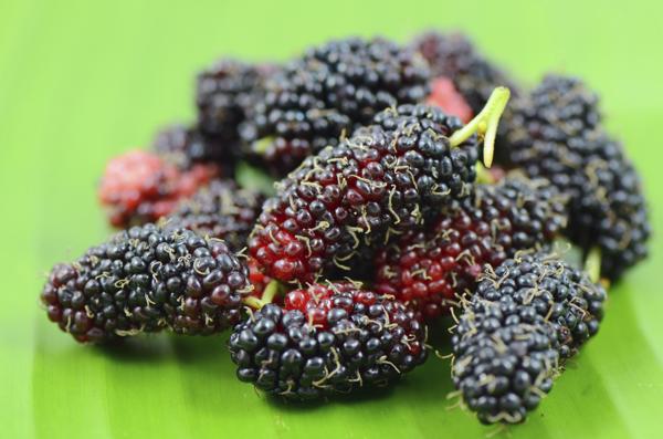 Black Mulberries
