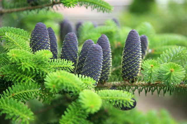 Abies Koreana