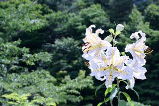 White Lily Flowers