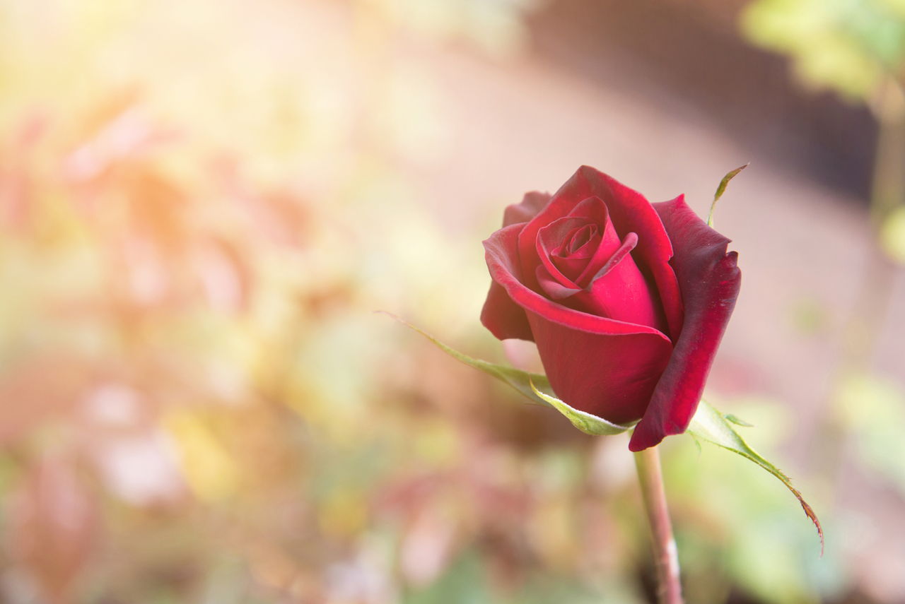 Red Rose With Buds