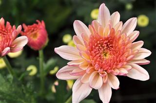Chrysanthemum In Garden