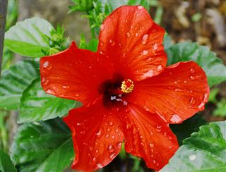 Red Hibiscus