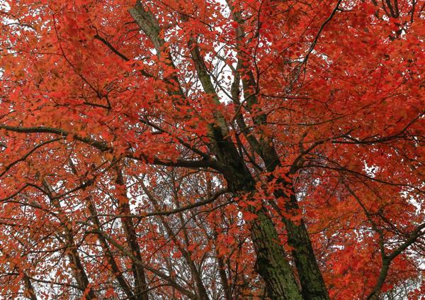 red oak