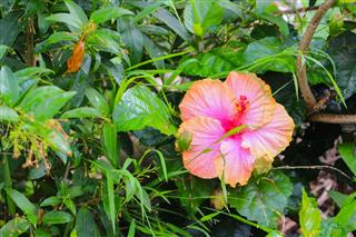 Hibiscus
