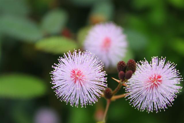 Mimosa Pudica