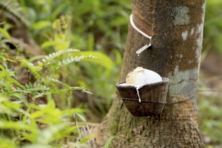 Rubber tree